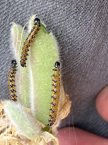 Genista Broom Moth seen in Sonoma Valley