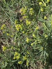 Euphorbia esula
