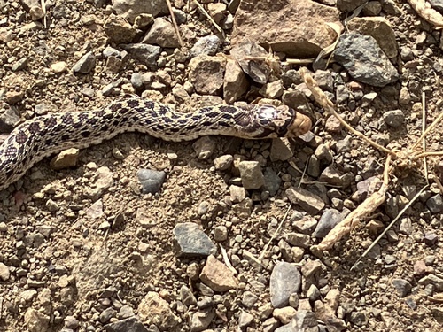 Gopher Snake seen in Sonoma Valley