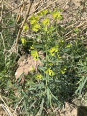 Euphorbia esula