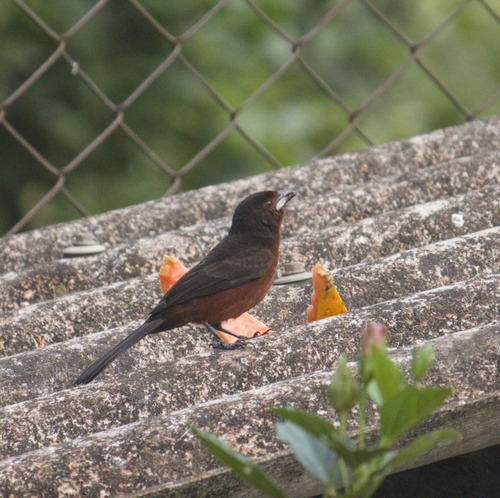 Silver-beaked Tanager