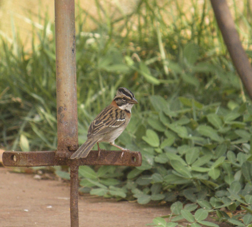 Rufous-collared Sparrow
