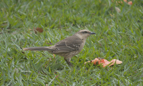 Chalk-browed Mockingbird
