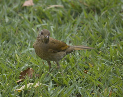 Pale-breasted Thrush