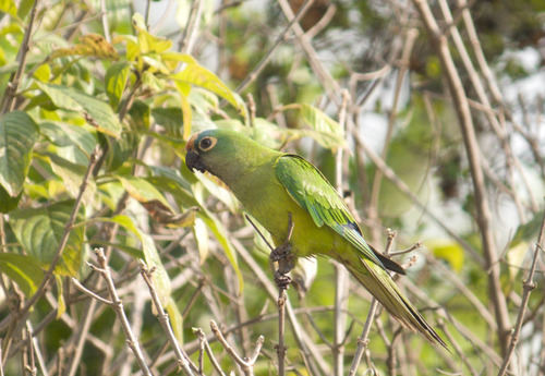 Peach-fronted Parakeet
