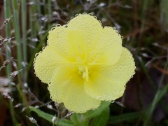 Oenothera