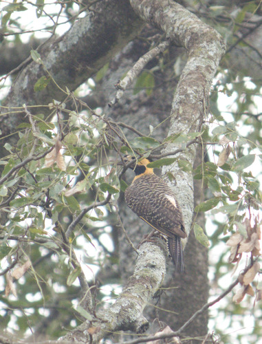 Campo Flicker