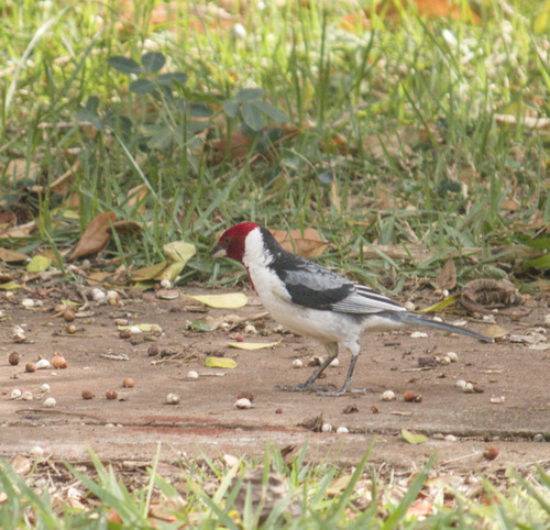 Red-cowled Cardinal