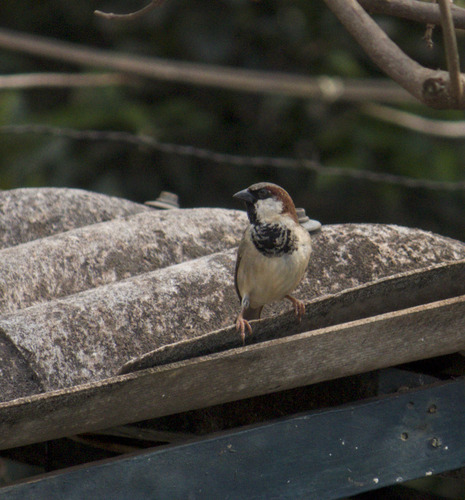 House Sparrow