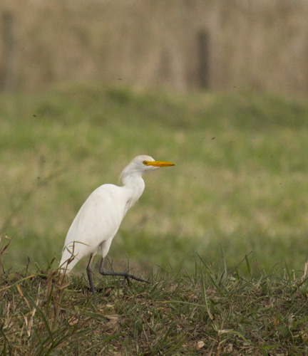 Western Cattle-Egret