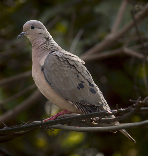 Eared Dove
