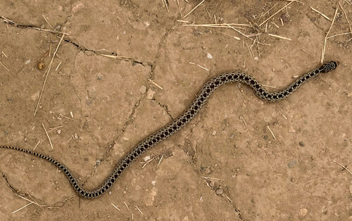 Gopher Snake observed by tkp95