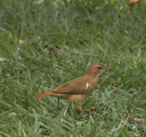 Rufous Hornero