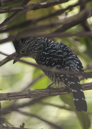 Barred Antshrike