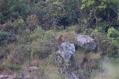 Panthera pardus fusca