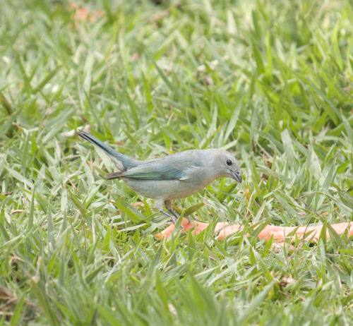 Sayaca Tanager