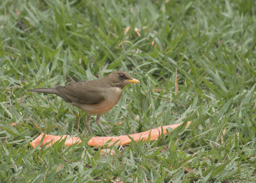 Creamy-bellied Thrush