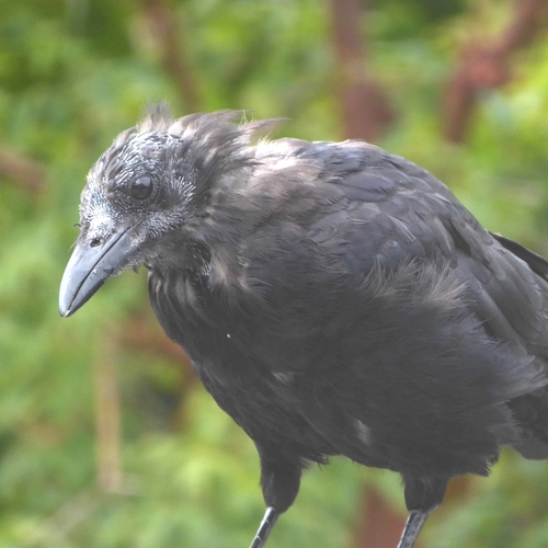 American Crow observed by matt-b