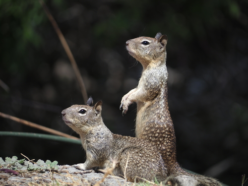 California Ground Squirrel observed by yongestation