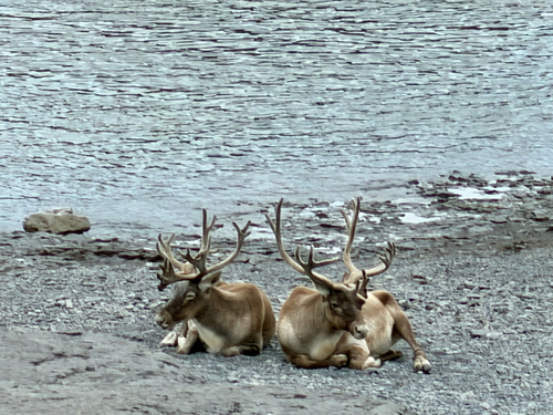 Caribou observed by amygee