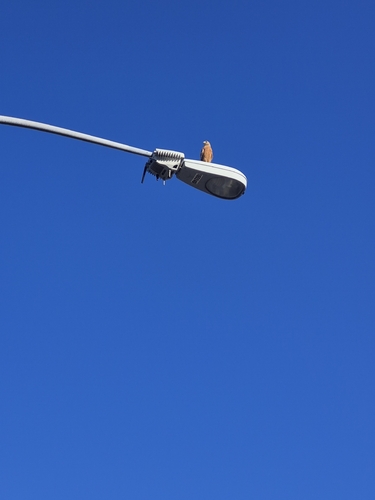 Red-shouldered Hawk observed by ahofearth