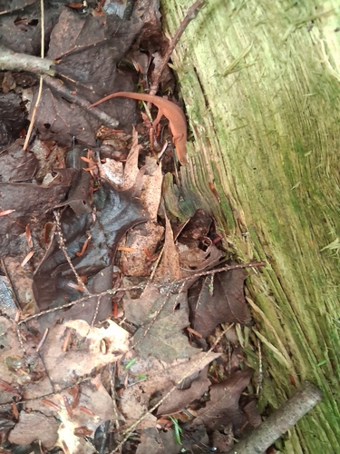 Eastern Newt observed by dauch656