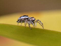 Cosmophasis baehrae