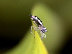 Cosmophasis baehrae