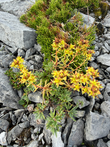 Yellow Saxifrage