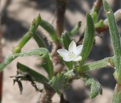 Oxygonum alatum