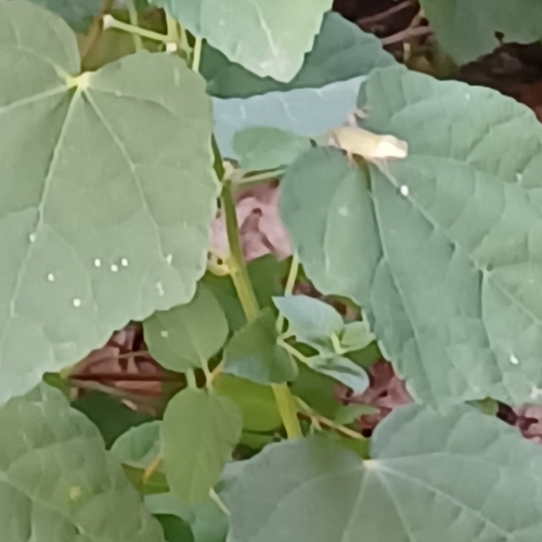 Green Anole observed by velociraptor1950