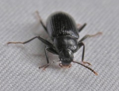 Strongylium terminatum