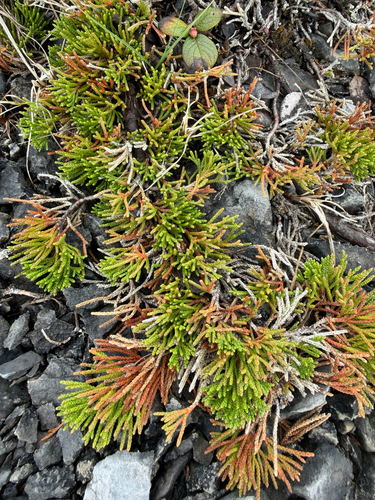 creeping juniper