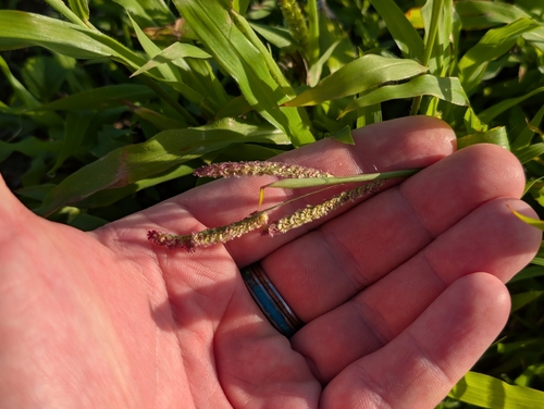 Paspalum fimbriatum observed 2026-09-01