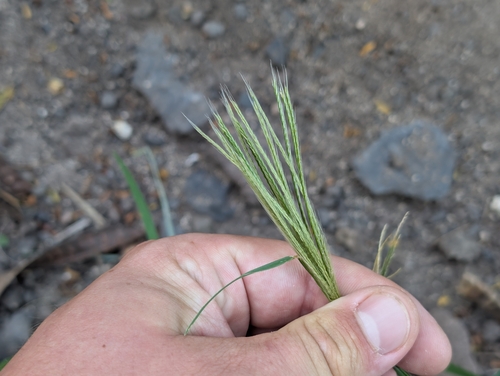 Chloris radiata observed 2026-09-01