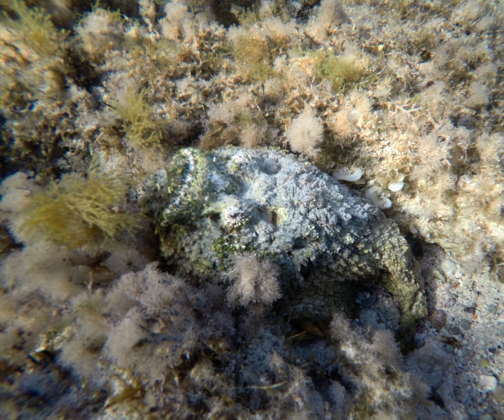 Red Sea stonefish (Synanceia nana) — Synanceiidae