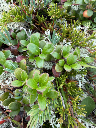 bearberry