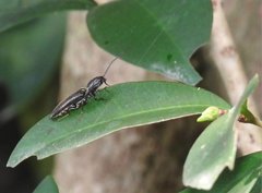 Agriotes fuscicollis