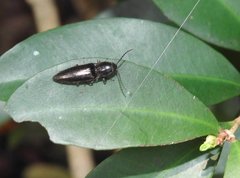 Agriotes fuscicollis