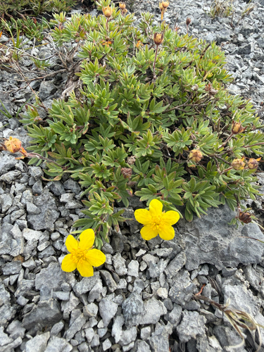 shrubby cinquefoil
