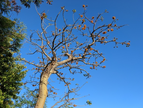 Erythrina sandwicensis, photograph 6