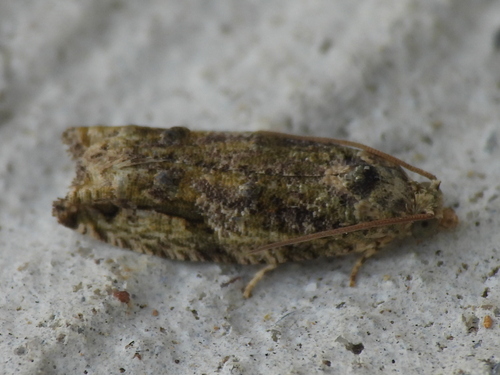 Maple Twig Borer Moth photo 4