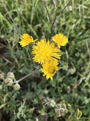 Crepis vesicaria