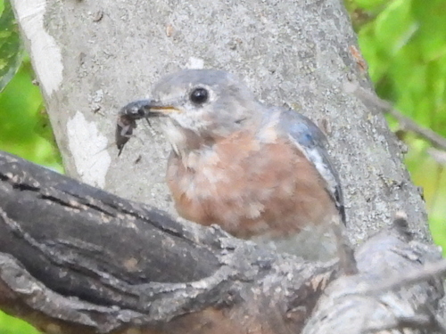 Eastern Bluebird observed by sambiology