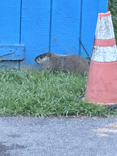 Groundhog observed by robin_s2