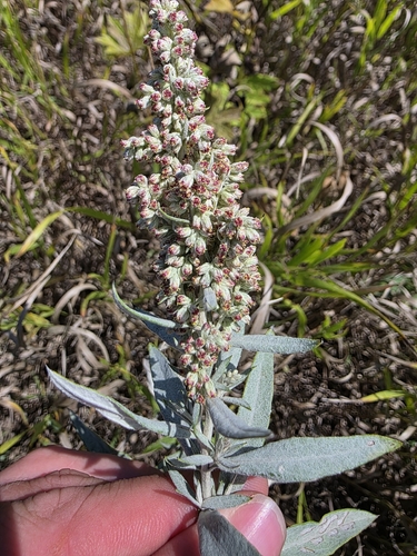 Silver Wormwood