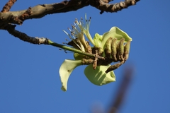 author not stated, no rights reserved Erythrina sandwicensis, photograph author not stated, no rights reserved