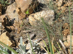 Euphorbia taurinensis