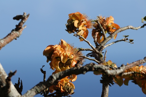 Erythrina sandwicensis, photograph 4