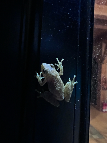 Spring Peeper observed by amaltzan